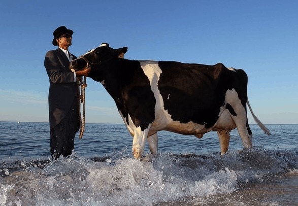 Surfing Cows – Andrew Baines, Surrealist Painter